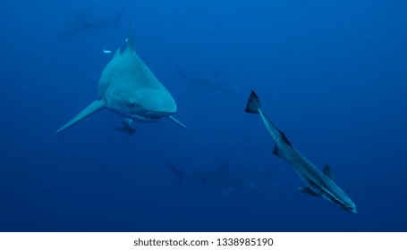 Bull Shark Underwater In Florida