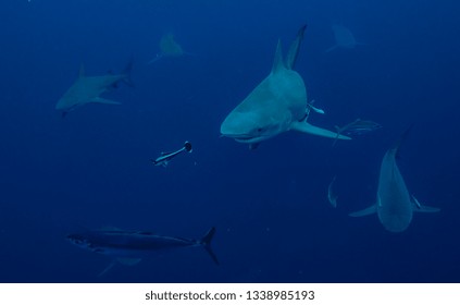 Bull Shark Underwater In Florida