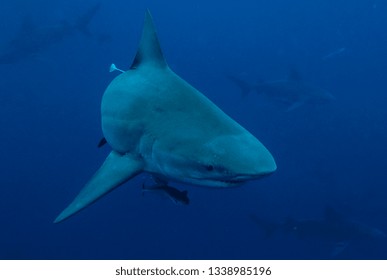 Bull Shark Underwater In Florida