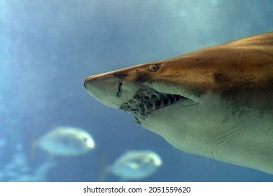 Bull Shark Underwater Mouth Teeth Jaws Close Up Detail