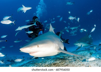 Bull Shark While Feeding In Mexico Coming To You Seems To Attack Open Jaws