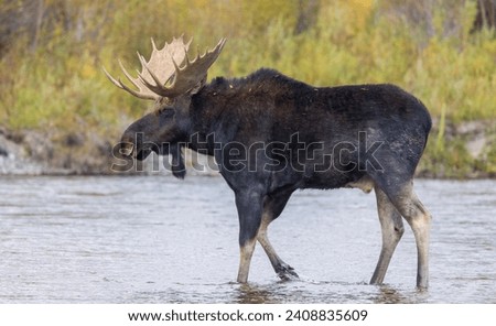 Bull Shiras Moose Crossing the Snake River in Grand Teton National Park Wyoming in Autumn