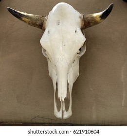 Bull Skull Horn Skeleton Adobe Wall West Texas Chihuahua Desert