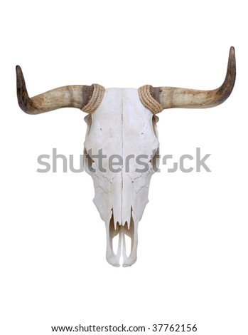 Bull skull with horns