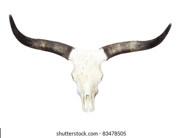 Bull Skull With Long Horns Isolated On A White Background.