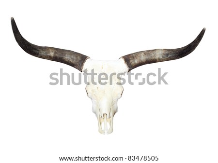 Bull skull with long horns isolated on a white background.