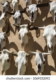 Bull Skull Skeleton West Texas Cattle Southwest Icon Big Bend National Park