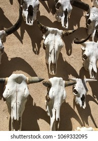 Bull Skull Skeleton West Texas Cattle Southwest Icon Big Bend National Park