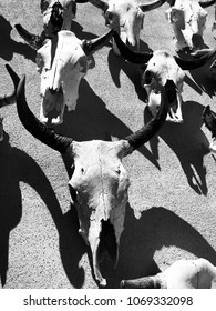 Bull Skull Skeleton West Texas Cattle Southwest Icon Big Bend National Park