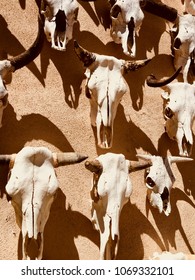 Bull Skull Skeleton West Texas Cattle Southwest Icon Big Bend National Park