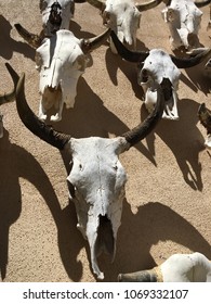 Bull Skull Skeleton West Texas Cattle Southwest Icon Big Bend National Park