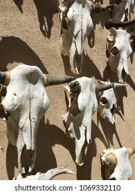 Bull Skull Skeleton West Texas Cattle Southwest Icon Big Bend National Park