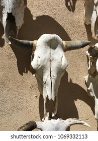 Bull Skull Skeleton West Texas Cattle Southwest Icon Big Bend National Park