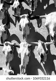 Bull Skull Skeleton West Texas Cattle Southwest Icon Big Bend National Park