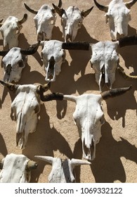 Bull Skull Skeleton West Texas Cattle Southwest Icon Big Bend National Park