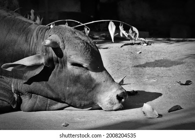 Bull sleeping among dead leaves on the road in the morning in Udaipur