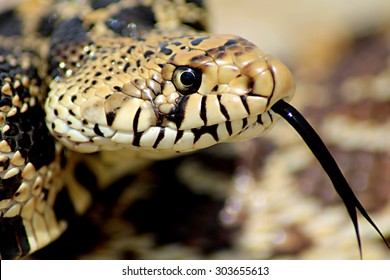 Bull Snake