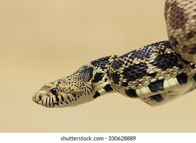 Bull Snake