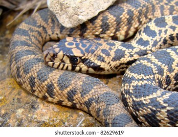 Bull Snake, Pituophis Catenifer Sayi