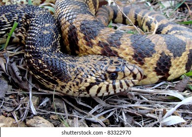 Bull Snake, Pituophis Catenifer Sayi