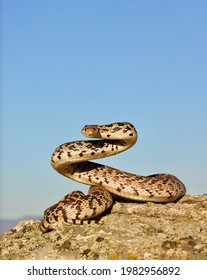 Bull Snake, A Subspecies Of The Gopher Snake, Coiled In Defensive Posture