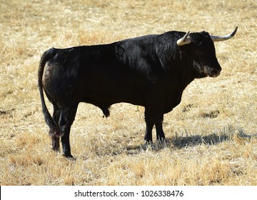 38,769 Spanish bulls Images, Stock Photos & Vectors | Shutterstock