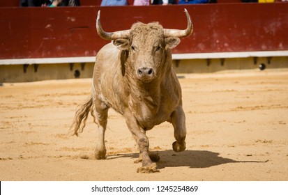 Bull in Spain