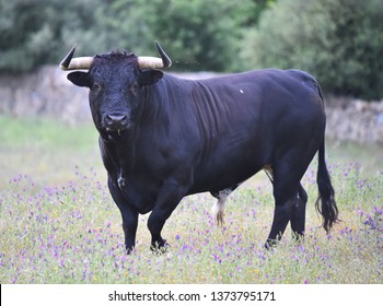Bull in spain in the green field - Shutterstock ID 1373795171
