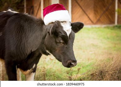 cow in a santa hat