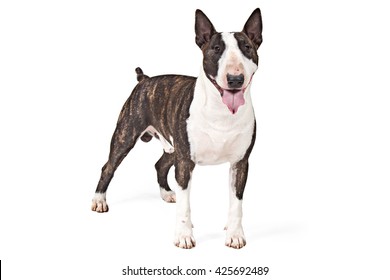 Bull Terrier