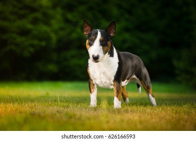 Bull Terrier