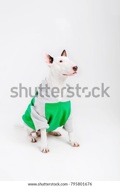 bull terrier dog clothes