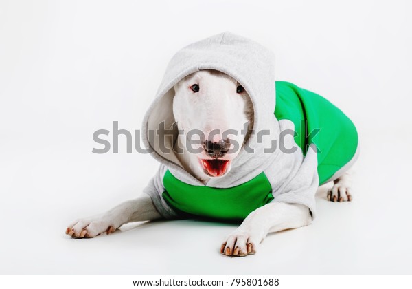 bull terrier dog clothes