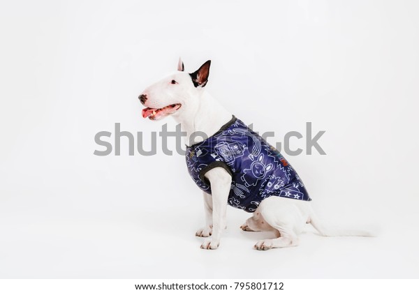 bull terrier dog clothes