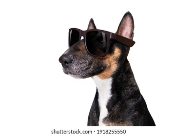 Bull Terrier   Dog With Cool Attitude Isolated On White Background Wearing Fancy Sunglasses