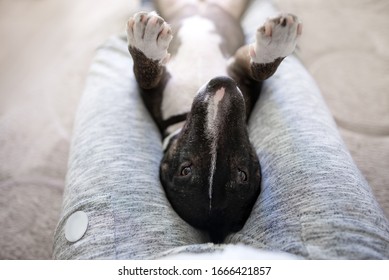 Bull Terrier Dog Lying Upside Down On Owner Lap Indoors