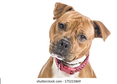 Bull Terrier Dog On White Background