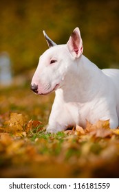 Bull Terrier Dog Portrait Autumn