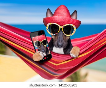 Bull Terrier  Dog Resting And Relaxing On A Hammock Or Beach Chair Under Umbrella At The Beach Ocean Shore, On Summer Vacation Holidays Taking A Selfie With Smartphone Or Phone