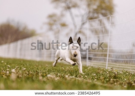 Bull Terrier dog running lure course sport in the dirt on a sunny summer day