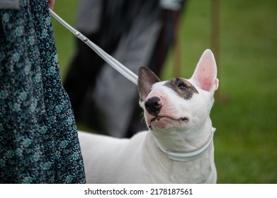 Bull Terrier At The Dog Show Looks At The Owner. Dog On A Green Background.