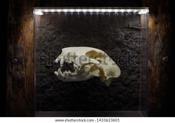 bull terrier skull