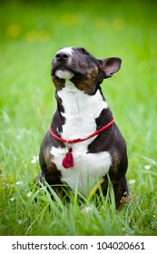 Bull Terrier Dog Sniffing The Air