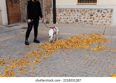 Bull Terrier Dog Walking In The Street With A Woman Dressed In Black Sniffing A Bunch Of Yellow Leaves During Autumn