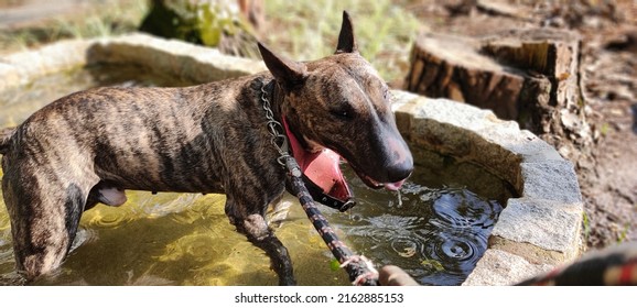 Bull Terrier Drinking Water Inside The Water.