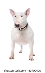 Bull Terrier Isolated On A White Background