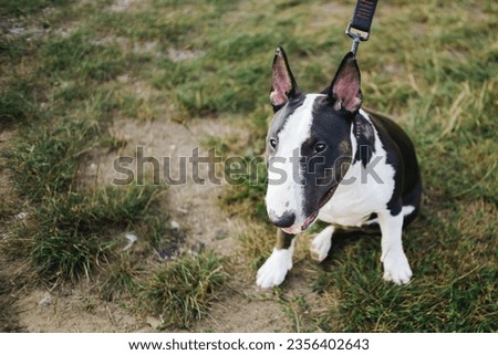 Bull Terrier miniature. Small bulterier dog. Sitting on a lawn. Animal background.