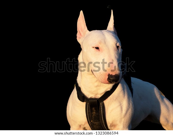 are bull terriers extinct