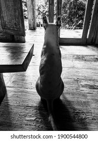 A Bull Terrier Monochromatic Portrait Picture