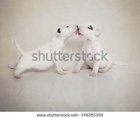 Bull Terrier puppies kissing